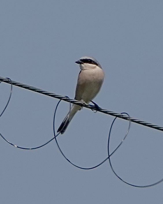 red-backed shrike
